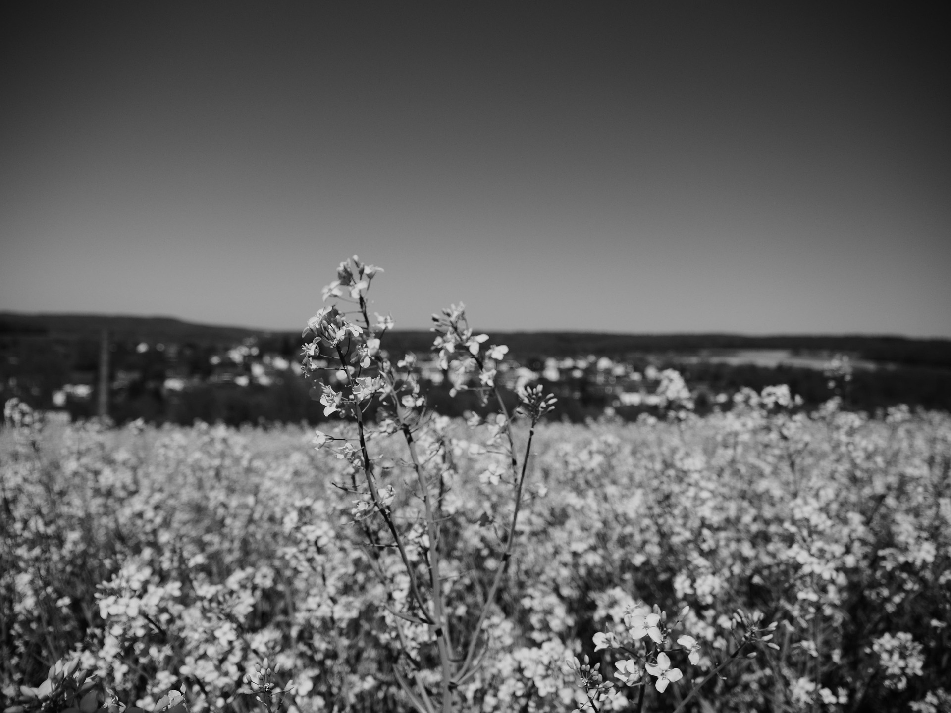 East-Central Saskatchewan prairie landscape